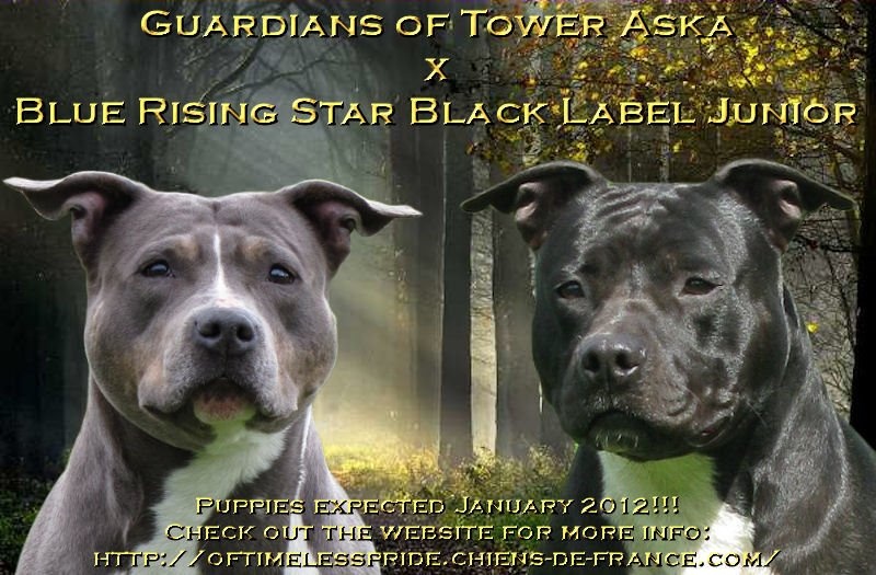 chiot American Staffordshire Terrier Of Timeless Pride